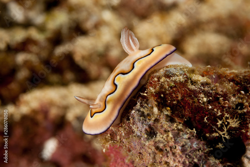 Goniobranchus coi  Chromodoris coi is a species of very colourful sea slug  a dorid nudibranch  a marine gastropod mollusc in the family Chromodorididae
