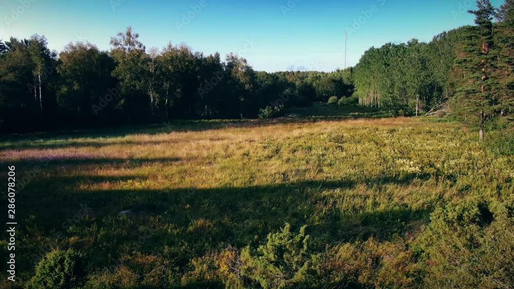 Open green and yellow field in dense forest, aerial forward shot Open green and yellow field in dense forest, aerial forward shot