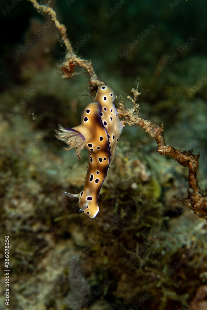 Hypselodoris tryoni, Risbecia tryoni is a species of sea slug, a dorid nudibranch, a marine gastropod mollusk in the family Chromodorididae Hypselodoris tryoni, Risbecia tryoni is a species of sea slug, a dorid nudibranch, a marine gastropod mollusk in the family Chromodorididae