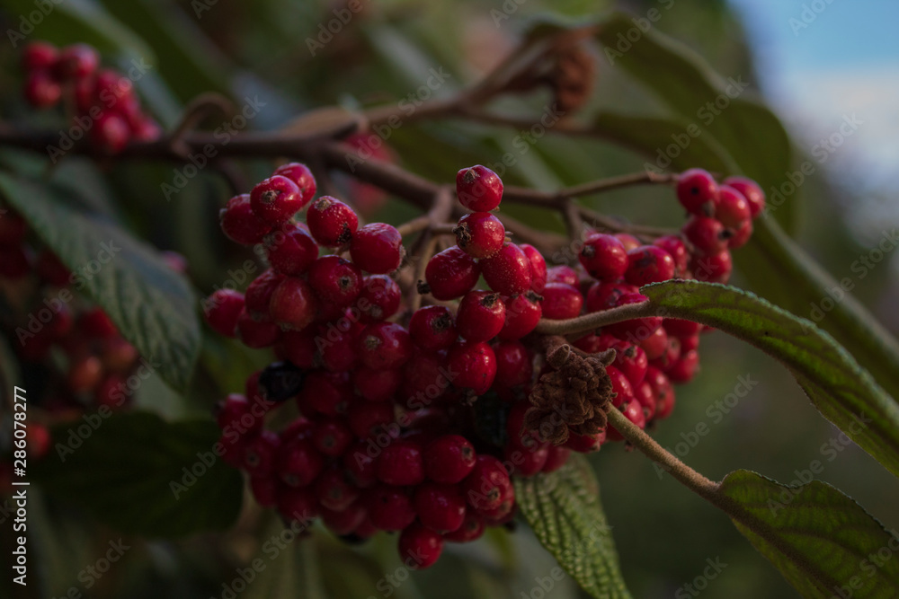 Red berries on a branch. On a natural green background. There is a place for text.