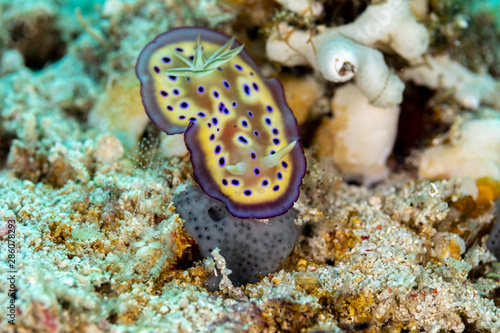 Goniobranchus kuniei  Chromodoris kuniei is a species of very colourful sea slug  a dorid nudibranch  a marine gastropod mollusc in the family Chromodorididae