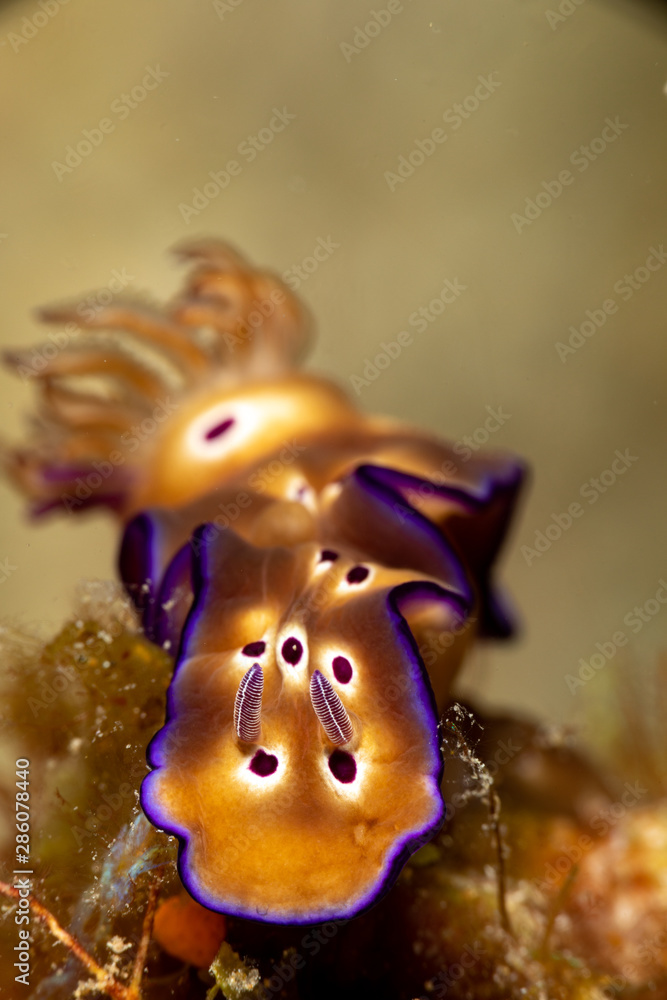 Hypselodoris tryoni, Risbecia tryoni is a species of sea slug, a dorid nudibranch, a marine gastropod mollusk in the family Chromodorididae