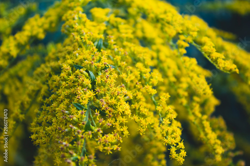 Very beautiful yellow wildflowers. On a natural background. There is a place for text. Close-up. Background. Postcard. © Andrii Artamonov