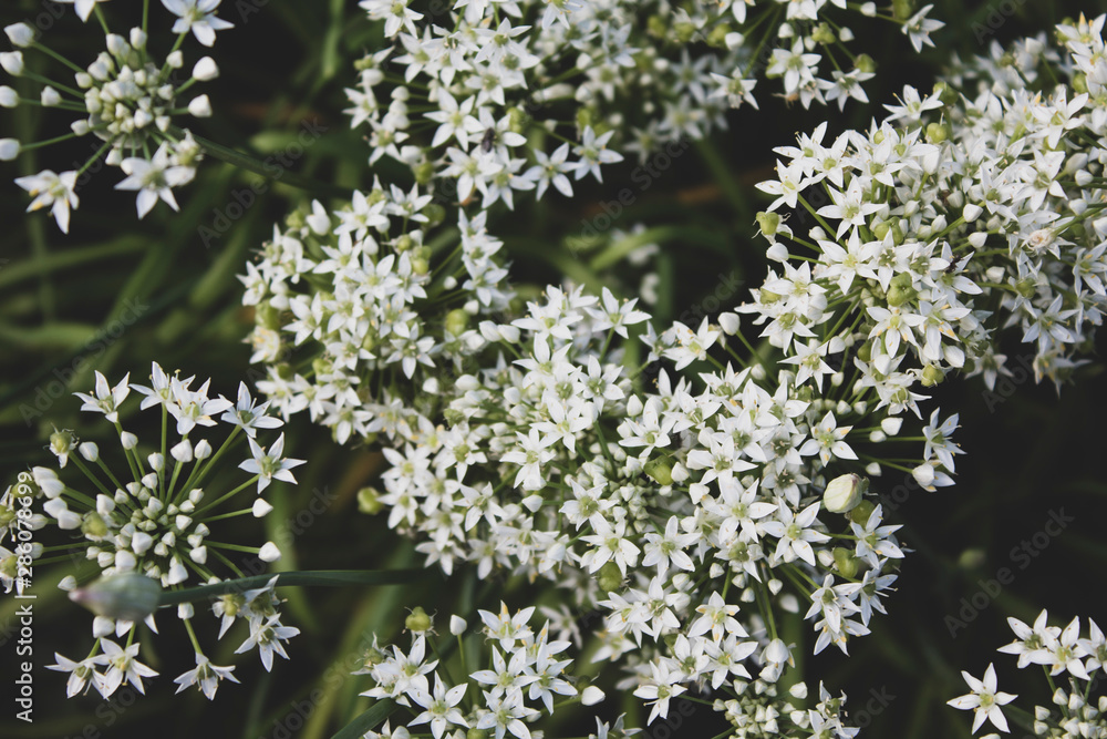 Wildflowers, white. Close-up. There is a place for text. Wildflowers, white. Close-up. There is a place for text.