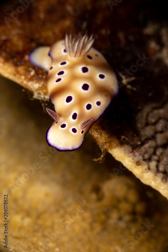 Hypselodoris tryoni  Risbecia tryoni is a species of sea slug  a dorid nudibranch  a marine gastropod mollusk in the family Chromodorididae