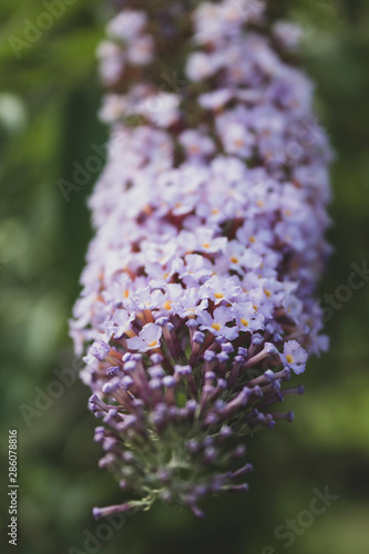 Bright bloom buddley. Close-up. Natural background. There is a place for text. Your background, poster, banner. photo
