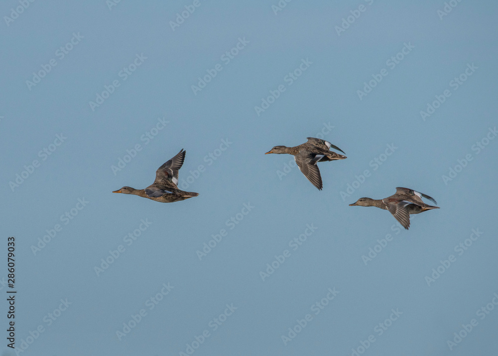 Female ducks flying at a pond in bird sanctionary Hjälstaviken west of Stockholm Female ducks flying at a pond in bird sanctionary Hjälstaviken west of Stockholm