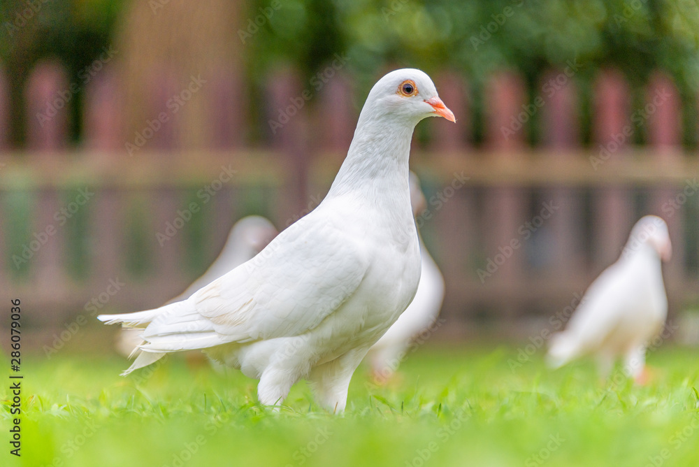 A beautiful white dove on the ground. A beautiful white dove on the ground.