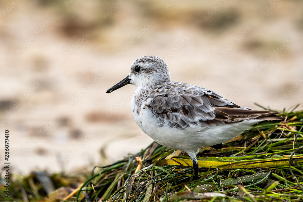 Sandpiper walks in the weeds along the shore - Florida Sandpiper walks in the weeds along the shore - Florida