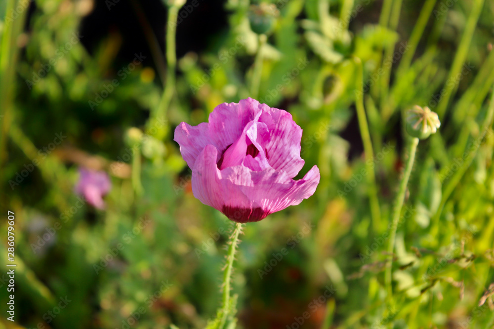 Obraz premium Pink Flower