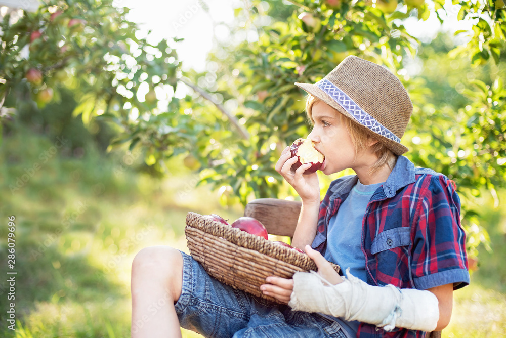 Child with broken arm picking apples on farm in autumn. Boy playing in apple tree orchard. Healthy nutrition. Kid eating red delicious apple. Harvest Concept. Apple picking. Child with broken arm picking apples on farm in autumn. Boy playing in apple tree orchard. Healthy nutrition. Kid eating red delicious apple. Harvest Concept. Apple picking.
