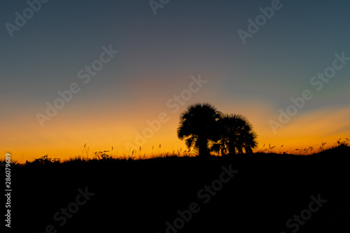 Silhouette of the palm trees as the sun sets in Clearwater, Florida USA