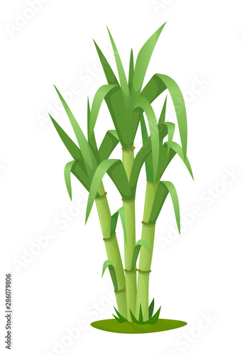 Sugarcane plant with stem and leaf isolated vector