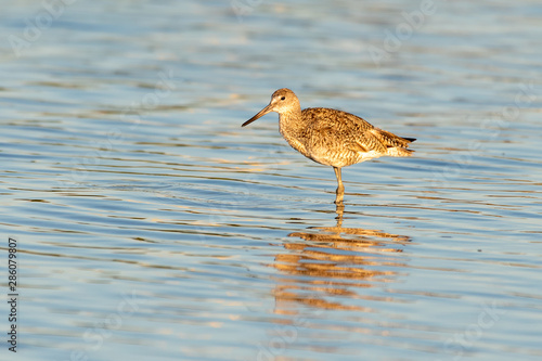 Willet wading in the water at the beach © Karyn