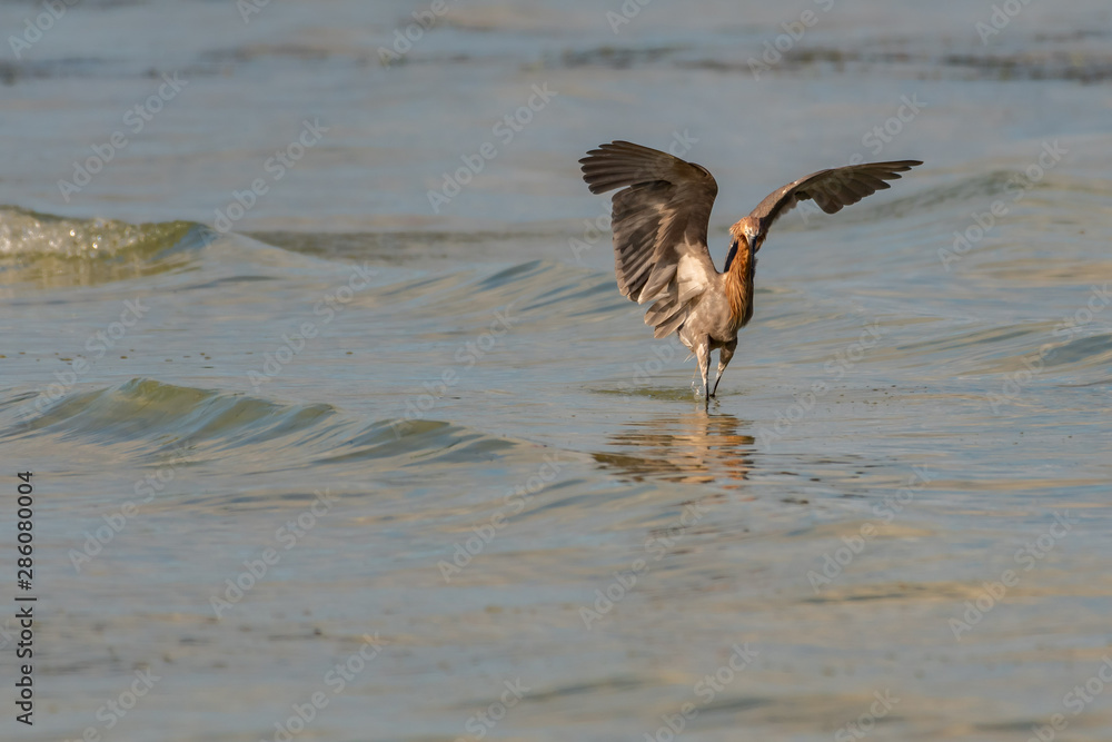 Reddish egret wading in the water flapping his wings trying to catch fish Reddish egret wading in the water flapping his wings trying to catch fish