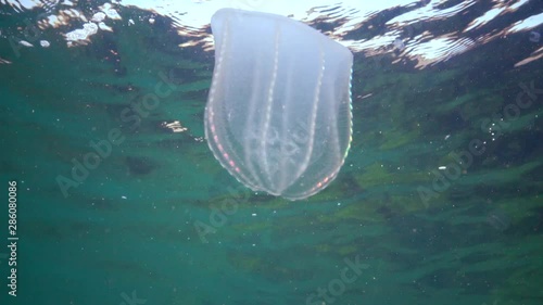 Ctenophores, Predatory comb jelly (Beroe ovata) swim in the water in search of food. Invasion Fauna of the Black Sea. Ukraine photo