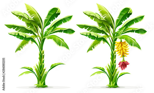 Set of Banana palm tree with fruits. Exotic tropical plants with green leaves and flower, Isolated on white transparent background. Eps10 vector illustration.