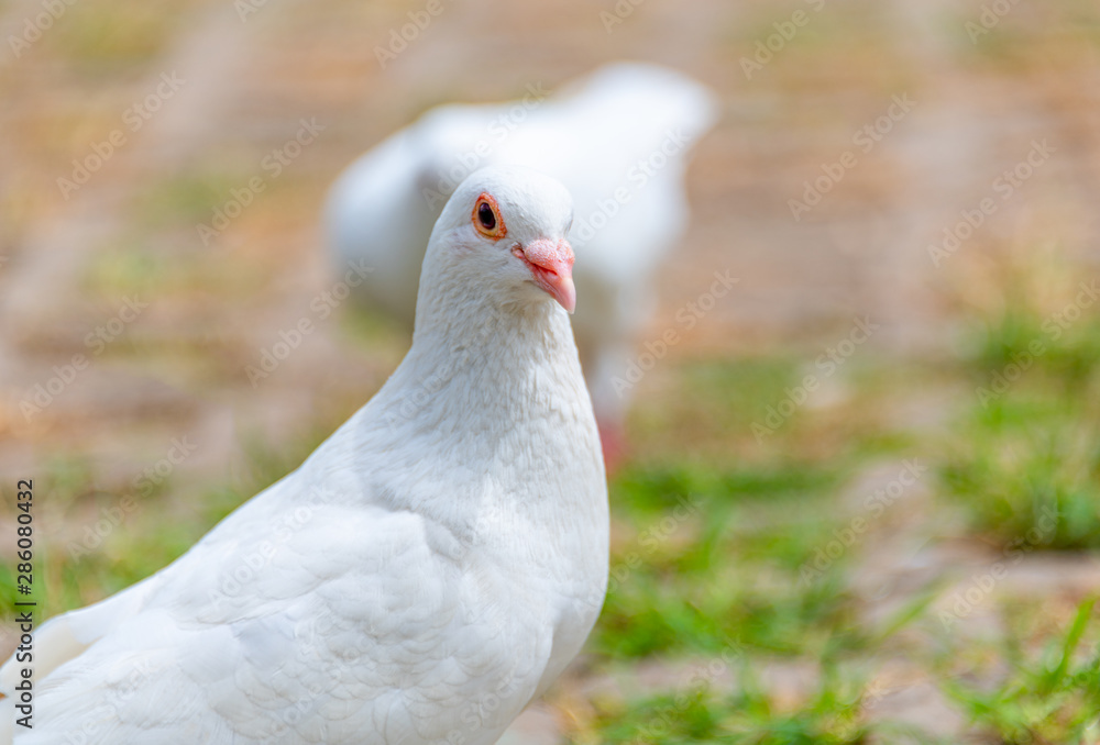 A beautiful white dove on the ground. A beautiful white dove on the ground.
