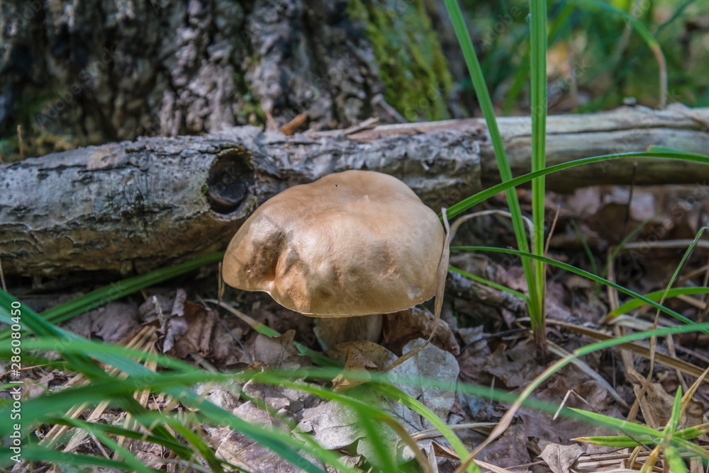 One porcini mushroom in the forest One porcini mushroom in the forest