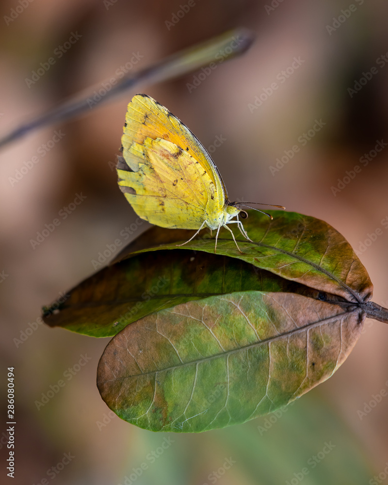 Obraz premium Yellow and orange sulfur butterfly sits on a leaf - Florida