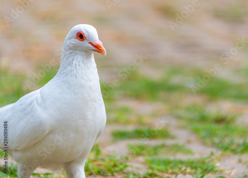 A beautiful white dove on the ground. © Weiming