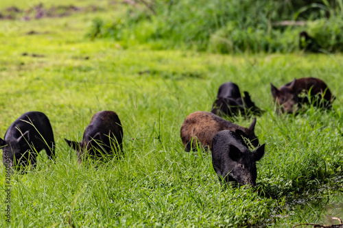 Wild boars wandering in a field in Florida