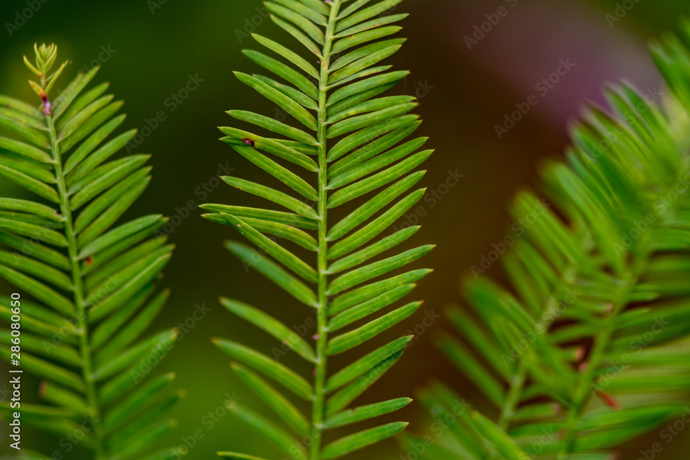 Branches of a pine tree with needles - close up Branches of a pine tree with needles - close up