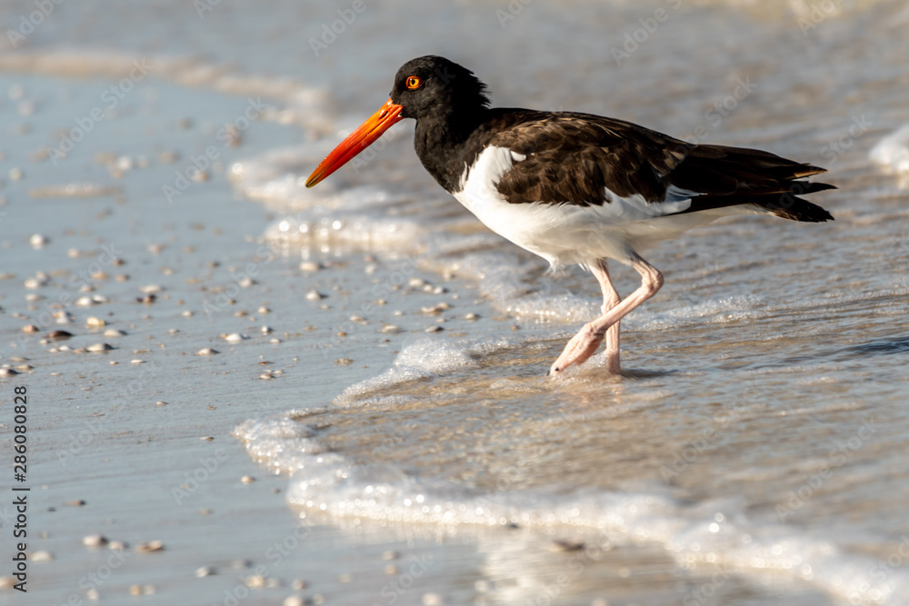 American oyster catcher on the beach is west central Florida American oyster catcher on the beach is west central Florida