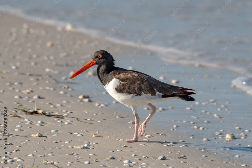 American oyster catcher on the beach is west central Florida American oyster catcher on the beach is west central Florida