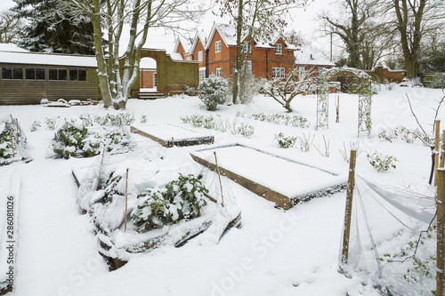 Vegetable garden in winter snow