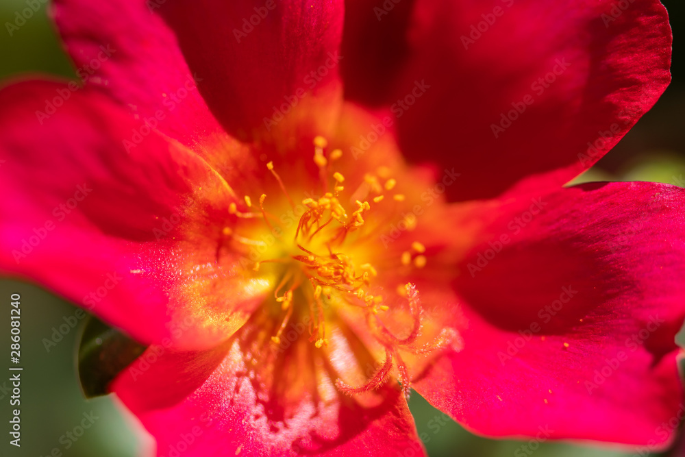 Close up of a pink primrose - Florida garden Close up of a pink primrose - Florida garden