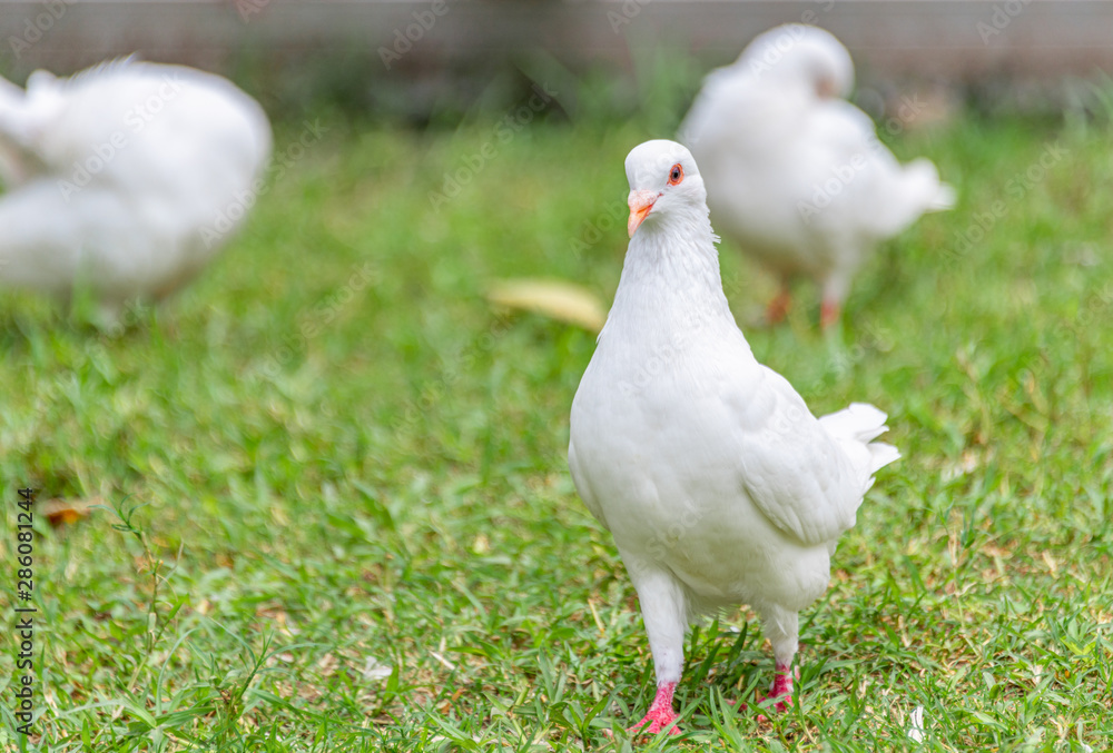 A beautiful white dove on the ground. A beautiful white dove on the ground.