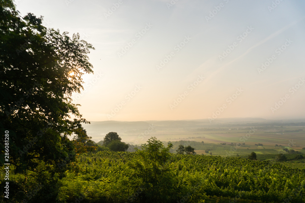 Beautiful Sunrise Landscape, Wine Area in the Foreground, Small Town in the Background, Grapes Beautiful Sunrise Landscape, Wine Area in the Foreground, Small Town in the Background, Grapes