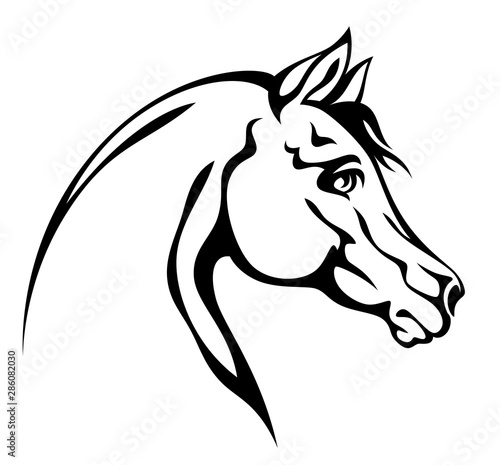 Horse head on a white background