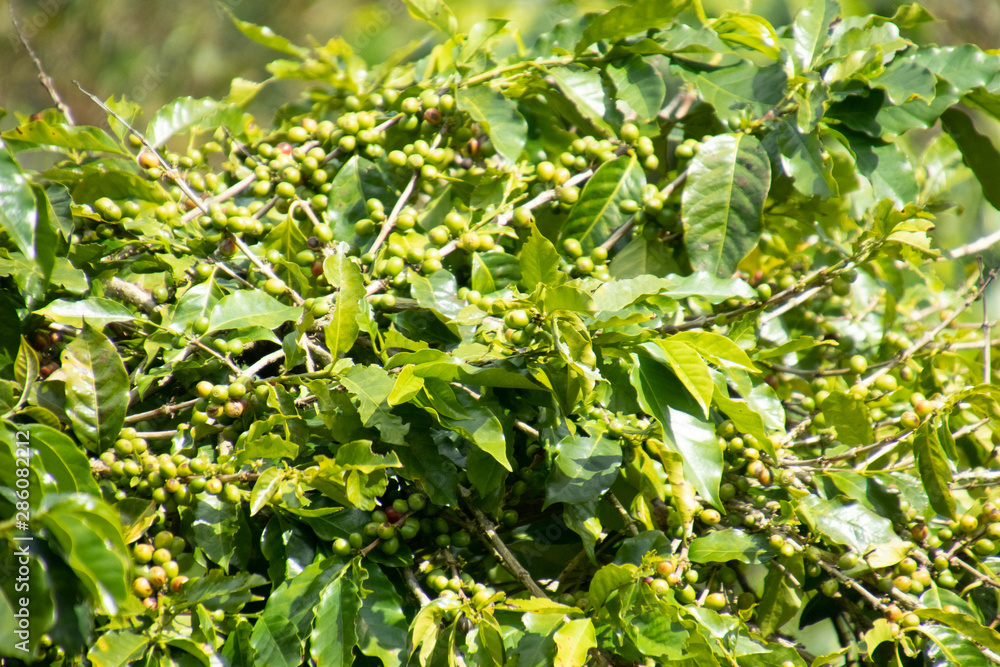 Coffee bean in coffee tree plantation.Fresh green and red berry of coffee in organic farm. Coffee bean in coffee tree plantation.Fresh green and red berry of coffee in organic farm.