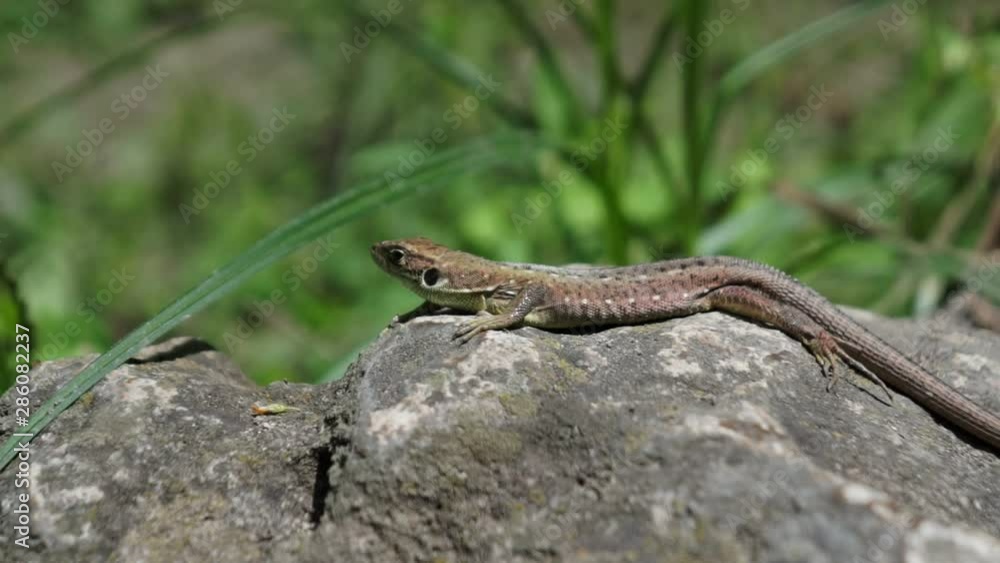Lizard close up. European green lizard (Lacerta viridis), stone and green plant. How do reptiles behave. Wild nature and animal background. Small lizard close-up on mountain rock. Wildlife, reptile Lizard close up. European green lizard (Lacerta viridis), stone and green plant. How do reptiles behave. Wild nature and animal background. Small lizard close-up on mountain rock. Wildlife, reptile