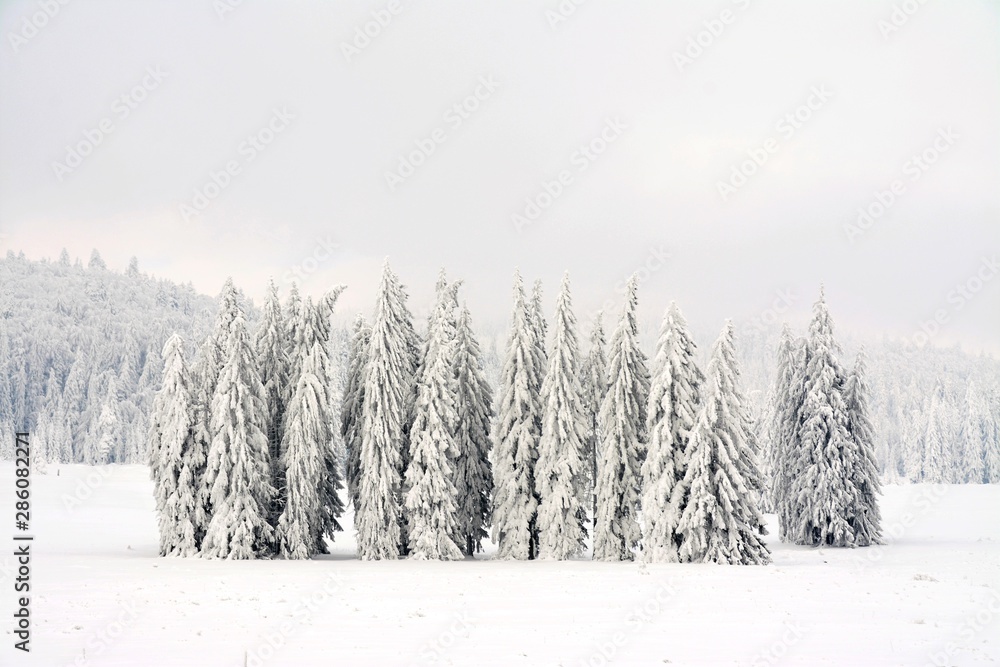 a beautiful winter landscape with pine forest covered with snow a beautiful winter landscape with pine forest covered with snow