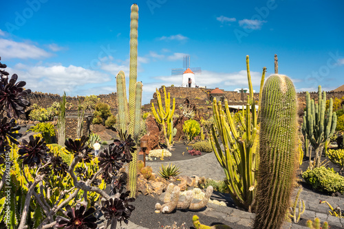 Tropical cactus garden in Guatiza village, Lanzarote, Canary Islands, Spain photo