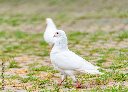 A beautiful white dove on the ground.