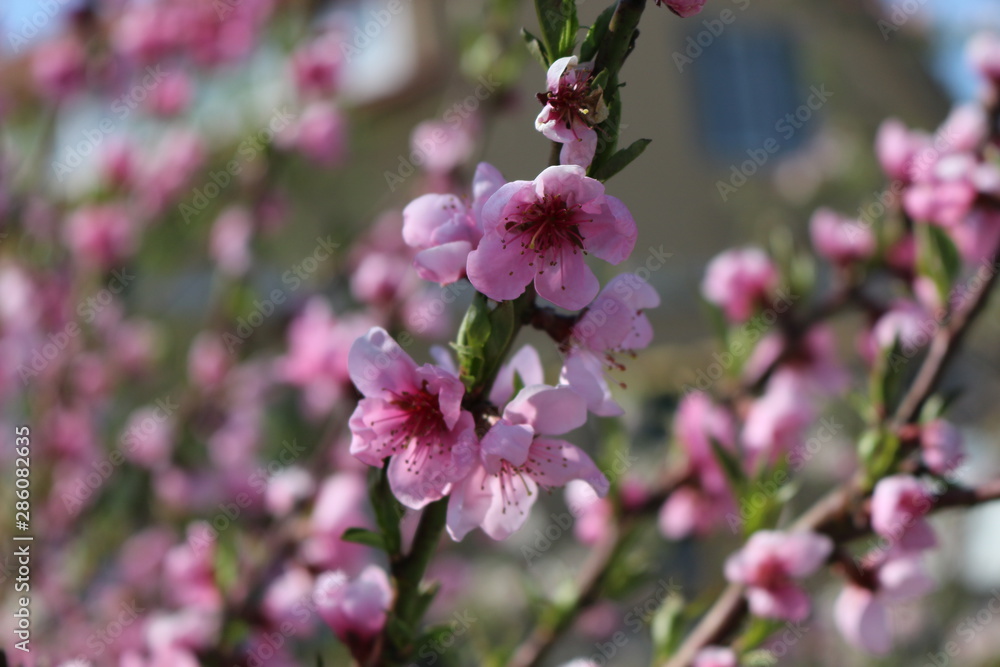 Pink flowers bloomed on a peach tree in spring Pink flowers bloomed on a peach tree in spring