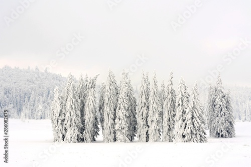 a beautiful winter landscape with pine forest covered with snow