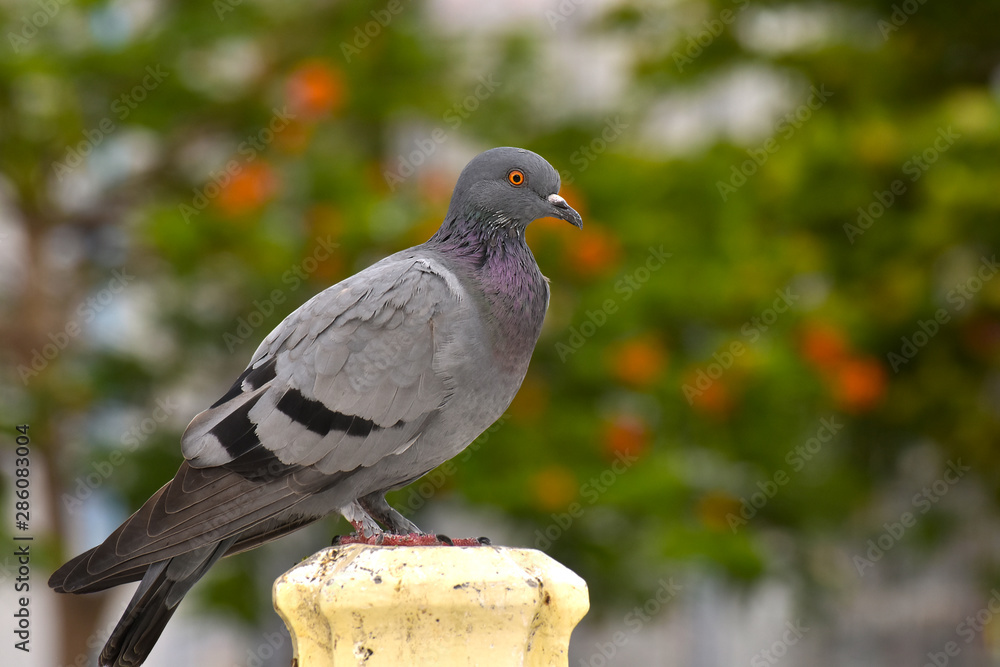 Pigeons in various postures In the park That is waiting for people to come to give food Is the nature of birds Pigeons in various postures In the park That is waiting for people to come to give food Is the nature of birds