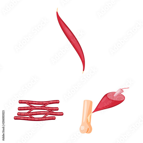 Vector design of muscle and cells logo. Collection of muscle and anatomy stock symbol for web.
