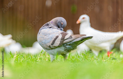 Beautiful grey doveon on the green grass
