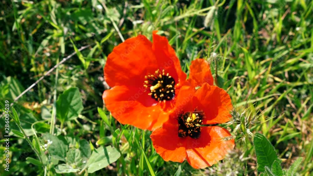 Two Bees collecting nectar pollen on red poppy flower Two Bees collecting nectar pollen on red poppy flower