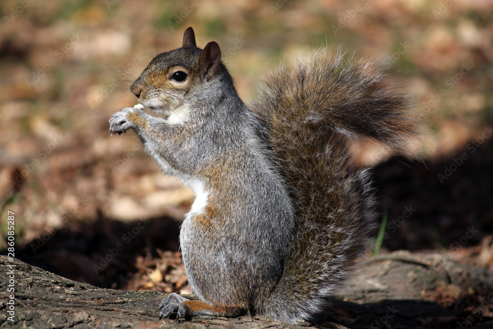 Obraz premium Eastern grey squirrel 