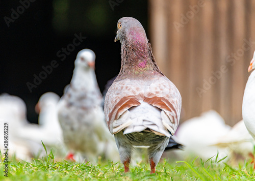Beautiful grey doveon on the green grass