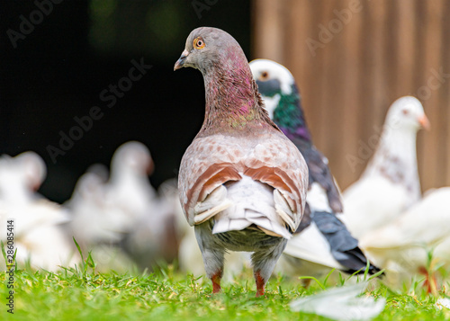 Beautiful grey doveon on the green grass