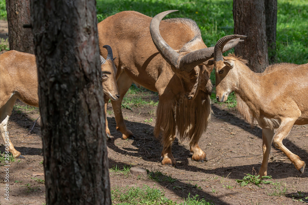 Fototapeta premium Barbary sheep (Ammotragus lervia) or aoudad is a species native to rocky mountains in North Africa. Is non-native species into the wild of New Mexico and Texas.
