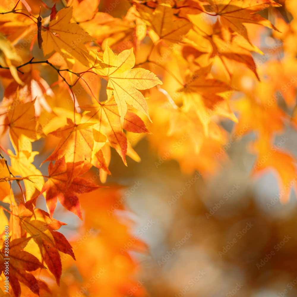 Beautiful maple leaves in autumn sunny day in foreground and blurry background in Kyushu, Japan. No people, close up, copy space, macro shot. Beautiful maple leaves in autumn sunny day in foreground and blurry background in Kyushu, Japan. No people, close up, copy space, macro shot.